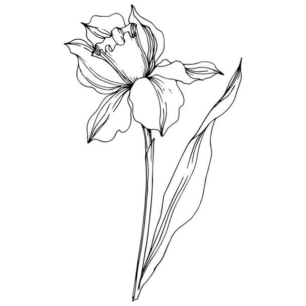 Vector Narcissus floral botanical flower. Black and white engraved ink art. Isolated narcissus illustration element. - ベクター画像