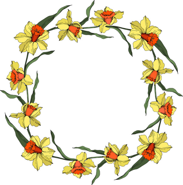 Vector Narcissus floral botanical flower. Yellow and green engraved ink art. Frame border ornament square. - Vecteur, image