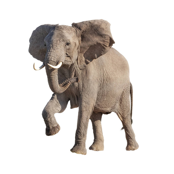 Африканський слон Підняття ноги Ізольовані
 - Фото, зображення
