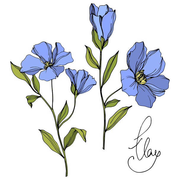 Vector Flax цветочные ботанические цветы. Синие и зеленые гравированные чернила. Изолированный льняной иллюстрационный элемент
. - Вектор,изображение
