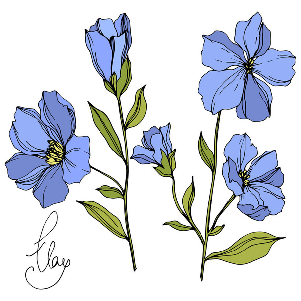 Διάνυσμα λινάρι floral βοτανική λουλούδια. Μπλε και πράσινο χαραγμένο μελάνι τέχνης. Απομονωμένο στοιχείο απεικόνισης λίνου. - Διάνυσμα, εικόνα