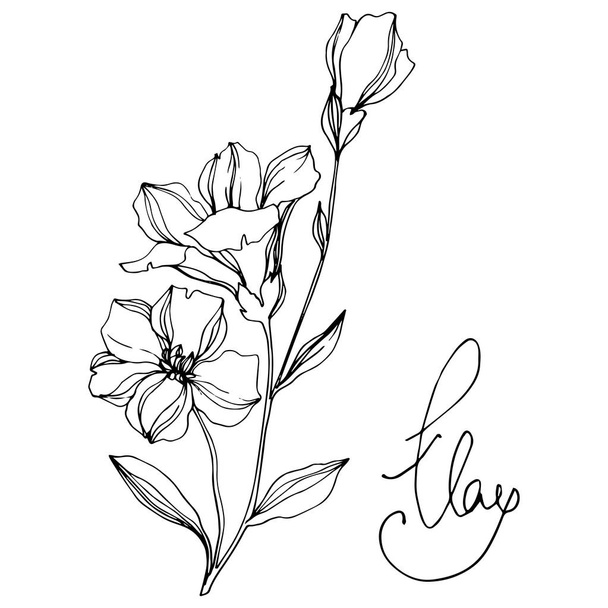 Vector Flax flores botánicas florales. Tinta grabada en blanco y negro. Elemento aislado de ilustración de lino
. - Vector, imagen