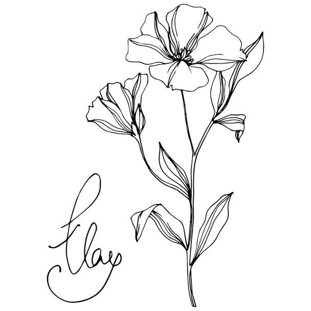 Vector Flax floral botanical flowers. Black and white engraved ink art. Isolated flax illustration element. - Vector, Image