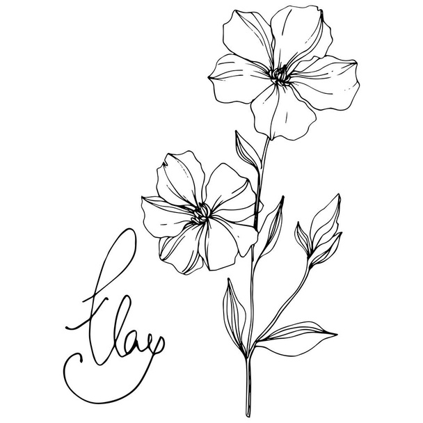 Vector Flax floral botanical flowers. Black and white engraved ink art. Isolated flax illustration element. - Vektor, kép