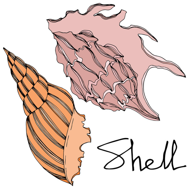 Vector nyári strand Seashell trópusi elemeket. Fekete-fehér vésett tinta Art. Izolált Shell illusztrációs elem. - Vektor, kép