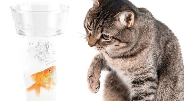 Jugar al gato y al pez dorado
 - Foto, imagen