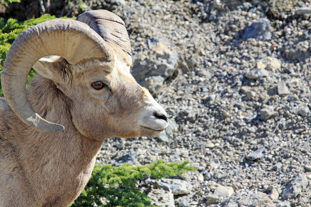 Bighorn sheep in profile - Jasper National Park, Alberta, Canadá
 - Foto, Imagen