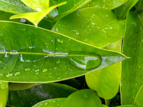 Rain drops on the leaves - Photo, Image