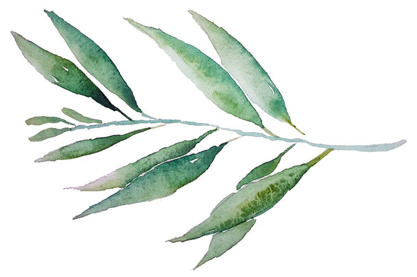 Eucalyptus Leaves With Watercolor - Foto, immagini