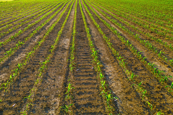 Campo de maíz joven al amanecer, hileras de plantas, agricultura y protección de plantas
 - Foto, Imagen