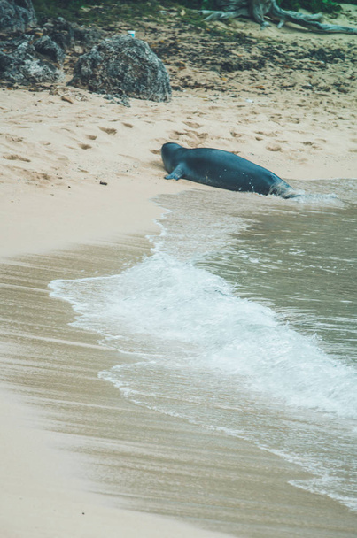 Тюлень чернець ходити з води на Гаваях, США. - Фото, зображення