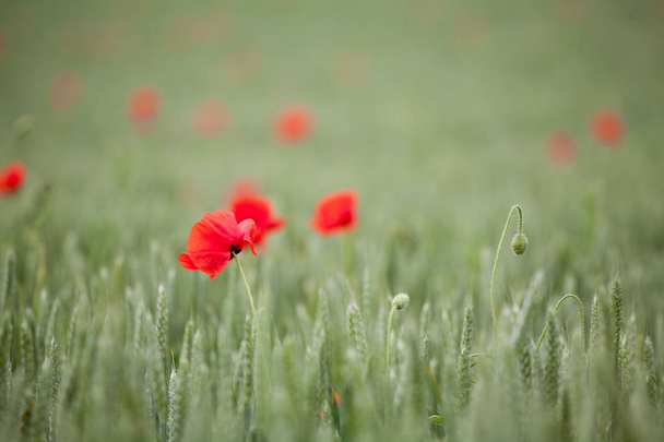 Poppiees rouges dans le champ de blé jaune
. - Photo, image