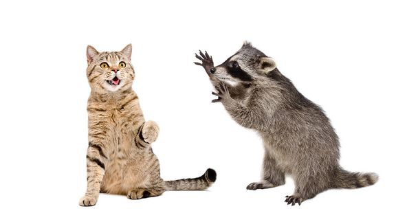Cute cat Scottish Straight and  funny  raccoon playing together isolated on white background - Photo, Image