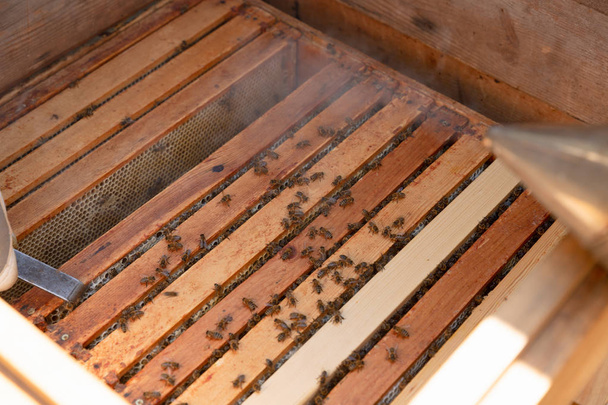養蜂家はミツバチや養蜂家と協力しています. - 写真・画像