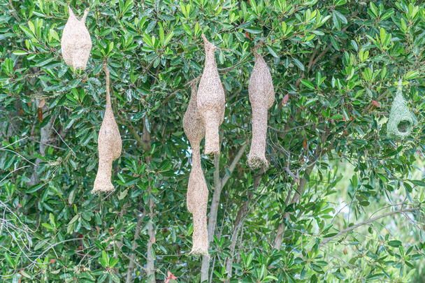 Úžasný pohled na několik Tkadtsově ptačí hnízda - Fotografie, Obrázek