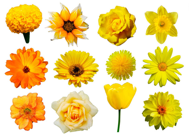 Yellow flowers collection isolated on white background - Photo, Image