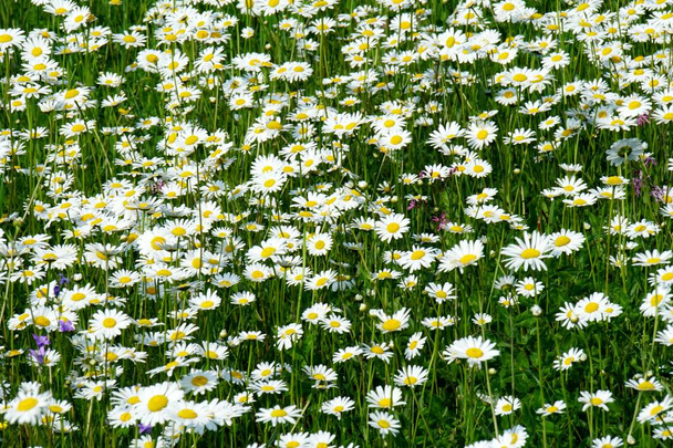Beautiful summer flower meadow with white flowers,Daisy flowers. Symphyotrichum ericoides (syn. Aster ericoides), known as white heath aster, white aster or heath aster. White meadow flower background                    - Foto, imagen