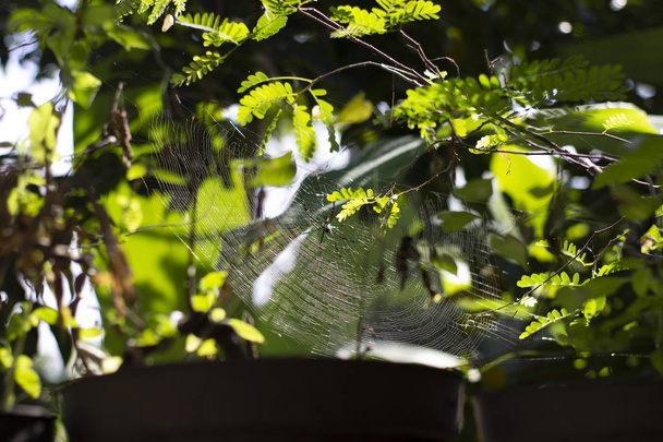 Industrious spider had spun an amazing web  - Foto, Bild