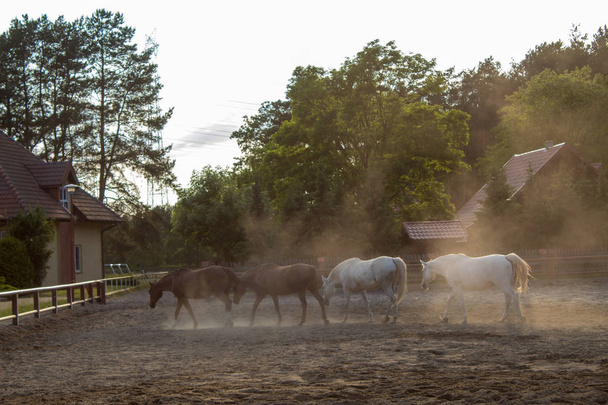 Manada de hermosos caballos en una neblina de arena al atardecer en un día de verano
. - Foto, Imagen