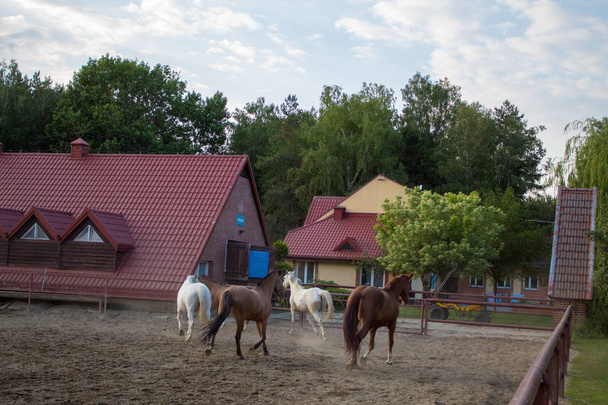 Manada de hermosos caballos en una neblina de arena al atardecer en un día de verano
. - Foto, imagen