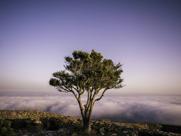 Одно дерево на вершине горы над облаками во время заката
 - Фото, изображение