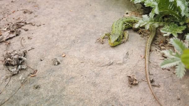 Lizard bliska. Europejska Zielona Lacerta viridis na kamiennym i zielonym zakładzie. Mała jaszczurka z bliska na górskiej skale - Materiał filmowy, wideo