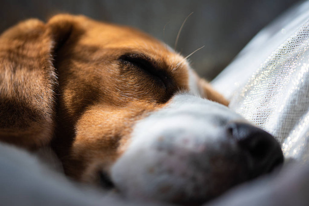 Pies Beagle śpi w domu na kanapie - Zdjęcie, obraz