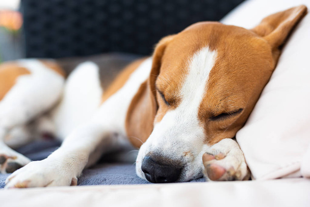 Beagle kutya alszik a szabadban, egy kerti kanapé - Fotó, kép