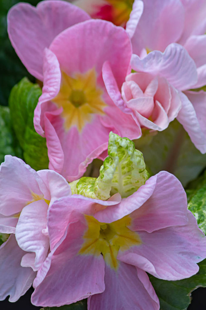 primo piano di fiori di primula rosa e gialla
 - Foto, immagini