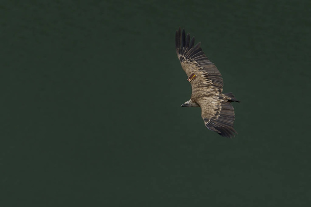 Griffon vulture in a free flight above the river - Photo, Image