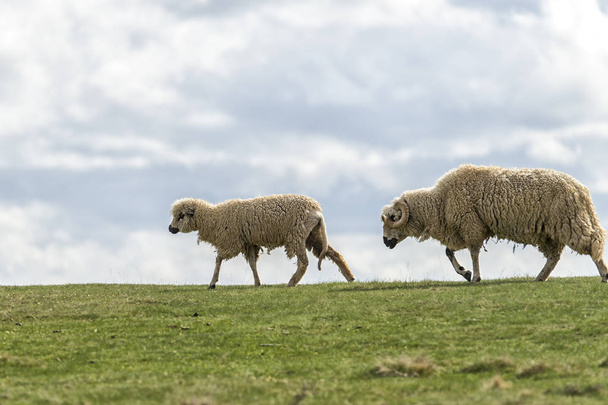Πρόβατα και αμνοί σε πράσινο χωράφι. - Φωτογραφία, εικόνα