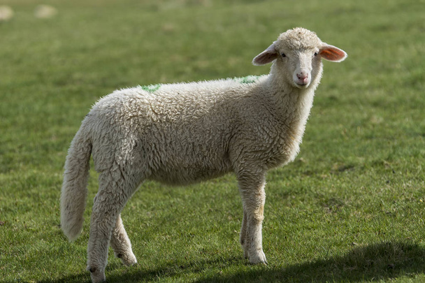 Lambs and sheeps on a green field - Photo, Image