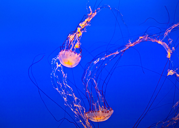 jelly fish in the blue ocean - Photo, Image
