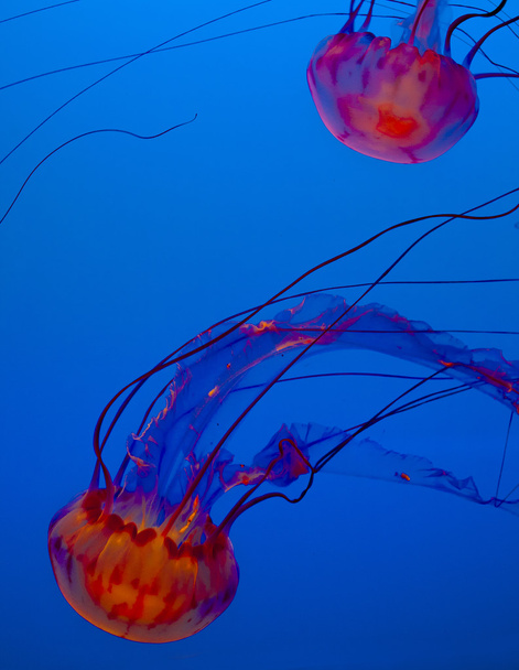 jelly fish in the blue ocean - Fotoğraf, Görsel