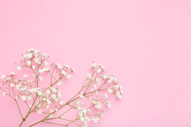 weiße Zigeunerblumen auf rosa Hintergrund - Foto, Bild