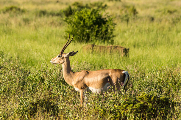 Giovane antilope femminile nella savana
  - Foto, immagini