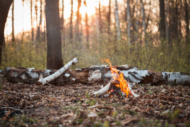 Bonfire in forest at sunset - Фото, изображение
