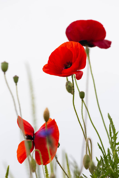 草原の赤いケシの花 - 写真・画像