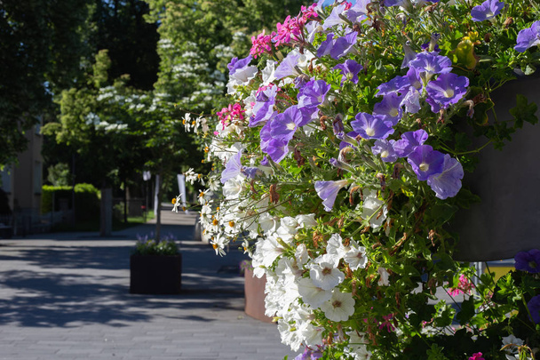 colorful flowers at a city boulevard park - Photo, Image