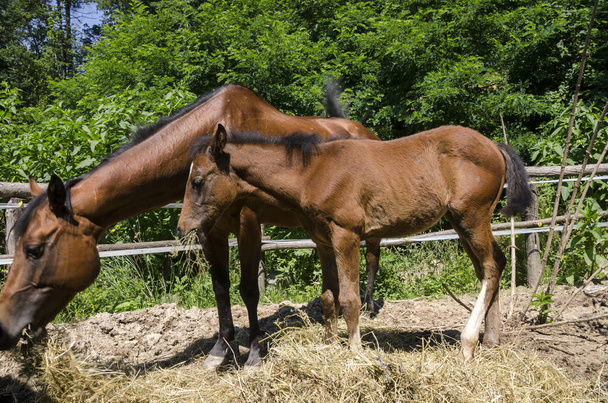 hevonen ja varsa maatilalla Liguriassa Italiassa
 - Valokuva, kuva