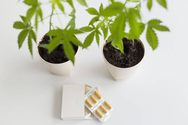 Biały stół z rośliną marihuany w ceramice. Pudełko z tabletkami Cbd na stole. - Zdjęcie, obraz
