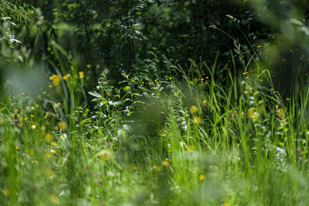fresh green summer spring foliage textured background with blur  - Valokuva, kuva