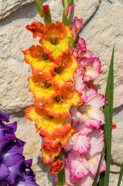 Επικεφαλής της γλαδιόλες λουλούδι φόντο έναν τοίχο ασβεστόλιθος - Φωτογραφία, εικόνα