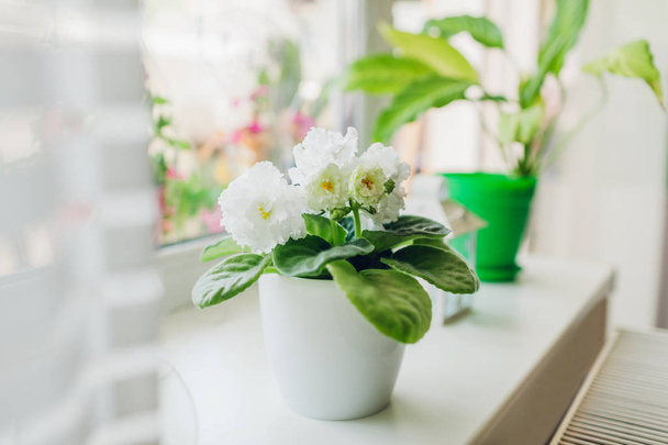 Fehér virágzó ibolya az ablakpárkányon. Házi növények virágai nagy virágokkal - Fotó, kép