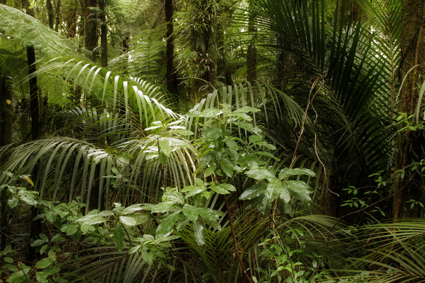 dzsungel - Fotó, kép