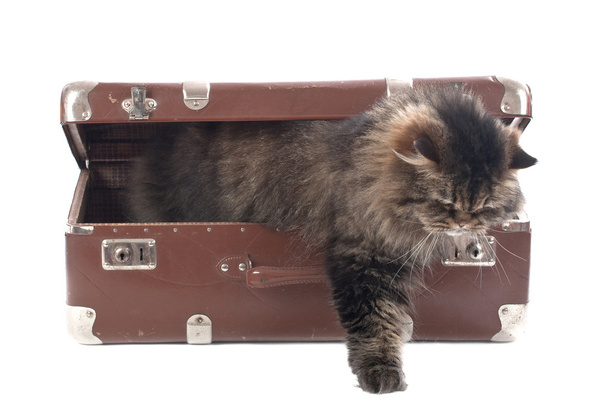 Gato sale de una maleta vintage
 - Foto, imagen