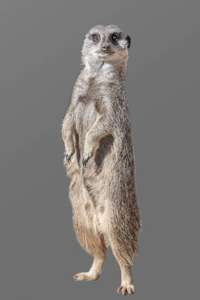 Retrato de suricate juguetón y curioso (suricate) aislado en g
 - Foto, Imagen