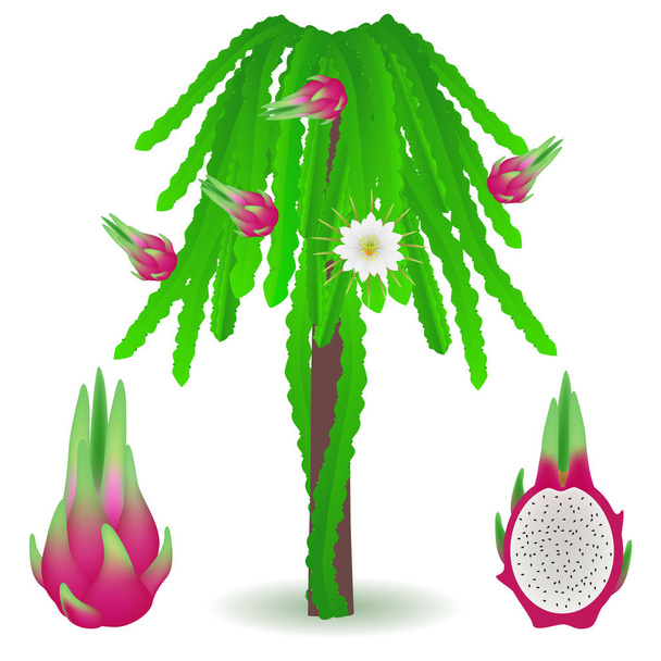 Иллюстрация, показывающая части растения питахая
. - Вектор,изображение