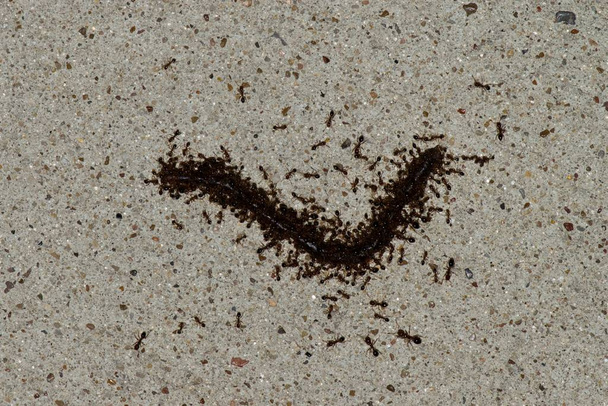 Επιβίωση του ισχυρότερου στο παιχνίδι, καθώς τα μυρμήγκια της φωτιάς μαζεύονται σε ένα άτυχο σκουλήκι στο πεζοδρόμιο κατά τη διάρκεια της νύχτας στο Χιούστον, TX. - Φωτογραφία, εικόνα