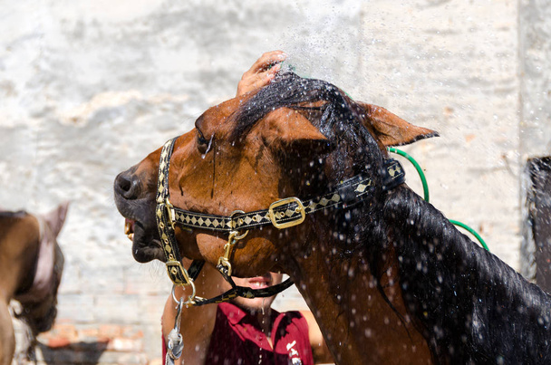 kůň v zemědělském podniku Liguria v Itálii - Fotografie, Obrázek